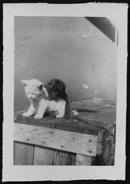 Photograph of a kitten with a monkey, aboard ship