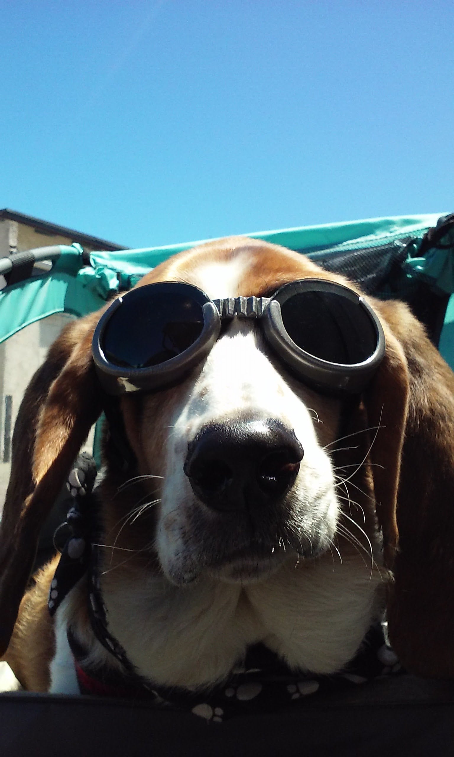 Bassett hound dog wearing goggles