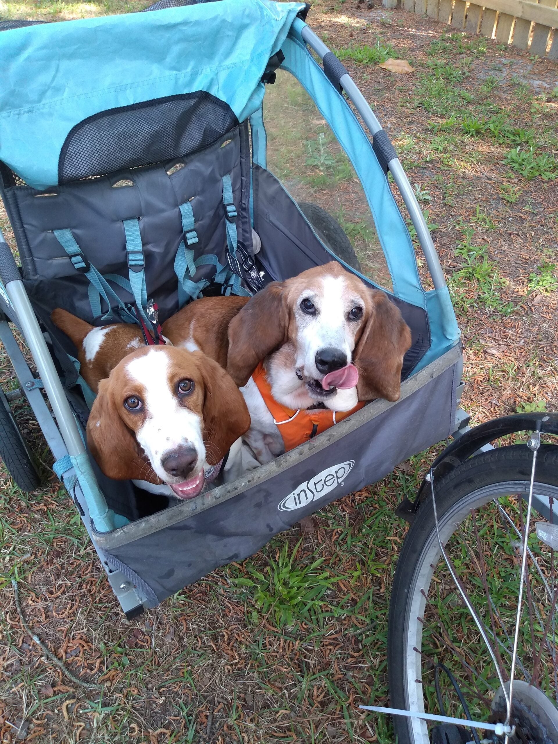 2 bassett hound dogs sitting in trailer attached to bicycle